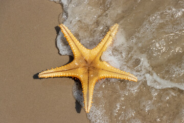 Fototapeta na wymiar Starfish lying on the sea beach with a waves, top view
