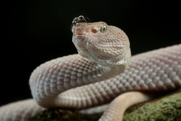 close up of a snake