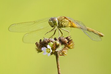 dragonfly on a leaf