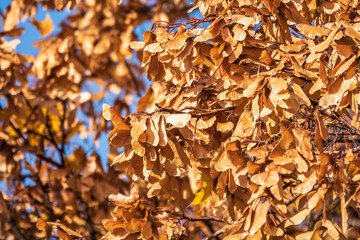 Bright yellow leaves and winged seeds of autumn maple tree, in the light of sunset.