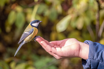 A tit sits on a man's hand and eats seeds.