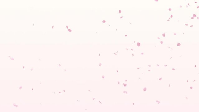 Cherry Blossom Petals Falling on White Background Loop. 3D rendering. Cherry blossom petal falling slow on white background and seamless loop.