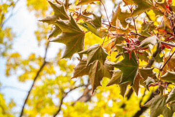 Maple branches with yellow leaves in autumn, in the light of sunset.