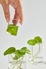 Female hand holding bottle of gotu kola essence, gotu kola leaves decorated in beaker on light background. Gotu kola has anti-inflammatory, anti-aging, skin lightening, scar reduction effects