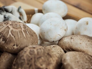 신선한 유기농 표고버섯, 느타리버섯, 양송이버섯