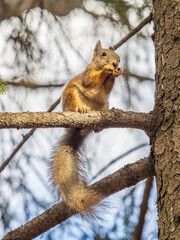Obraz premium The squirrel with nut sits on tree in the autumn. Eurasian red squirrel, Sciurus vulgaris.