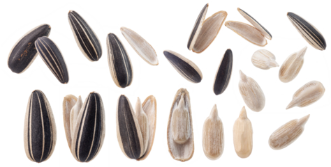 a set of sunflower seeds isolated on white background.
