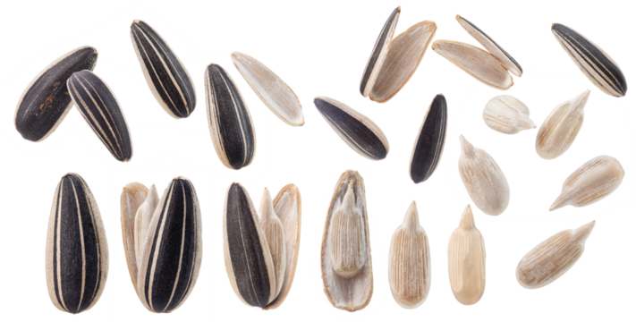 a set of sunflower seeds isolated on white background.