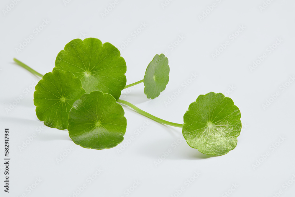 Canvas Prints Gotu kola (Centella asiatica) decorated on minimalist white background. Medicinal plants that have medicinal properties