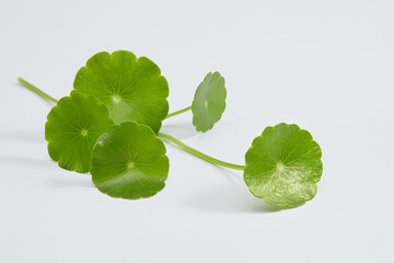 Gotu kola (Centella asiatica) decorated on minimalist white background. Medicinal plants that have...