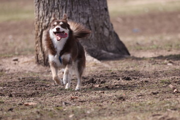 Pomsky running with tongue out