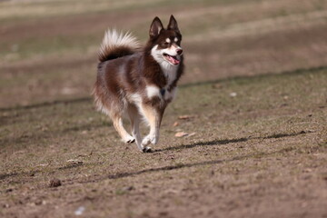 Pomsky running in field