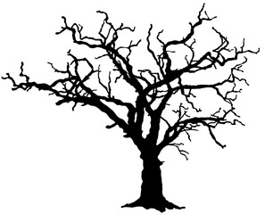 Bare tree silhouette