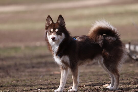 Pomsky 