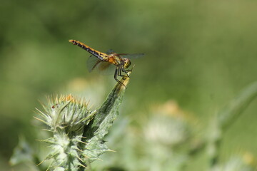 Dragonfly on a weed