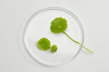 Gotu kola displayed on round podium with top view. Gotu kola (Centella asiatica) can be used as ingredient for cosmetics and beauty product