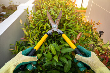 Gardener using a scissor to shearing and trim a tips of Lilly Pilly Hedge plant. Shearing a plant...