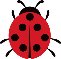 ladybug on white background