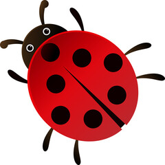 ladybug on white background