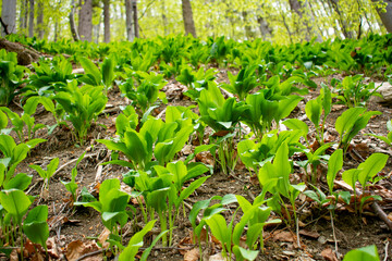 Wild garlic (Allium ursinum) green leaves in the beech forest. The plant is also known as ramsons, buckrams, broad-leaved garlic, wood garlic, bear leek or bear's garlic.