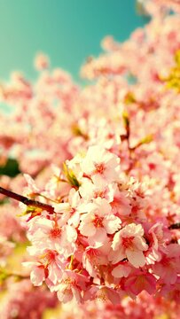 Cherry blossoms or sakura flowers in full bloom blowing in wind under the blue sky in spring, Nature or outdoor background, Vertical video for smartphone footage, Digital signage
