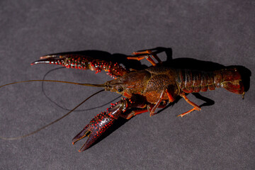 Crawfish on an isolated grey background 