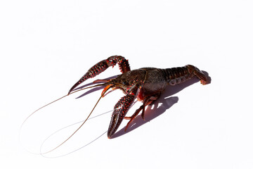 Live crawfish on an isolated white background 