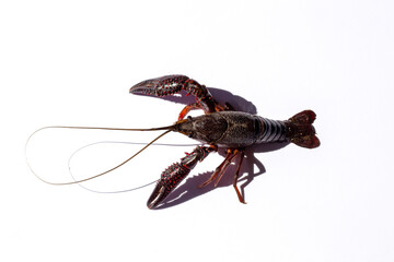 Live crawfish on an isolated white background 