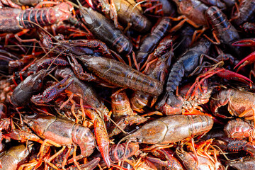 Crawfish Macro closeup photo