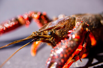 Extreme macro closeup of a crawfish