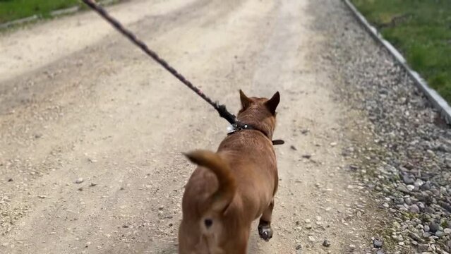 cute jack Russel dog walking through the english countryside down a gravel horse track with the dog walking with a black and red lead