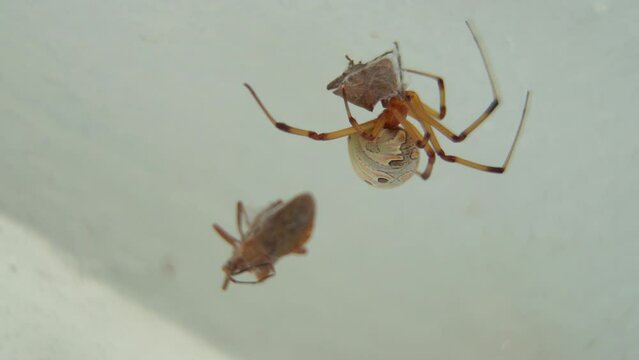 Close-up of a brown widow spider (Latrodectus geometricus) on her web with prey.
