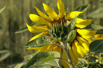 Sunflower bud closeup.