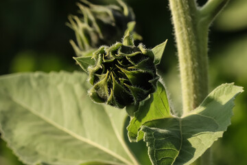 Sunflower bud closeup.