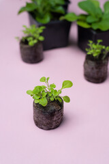 Gardening. Petunia seedlings in a black pot. Cultivation in a peat tablet. Sale of crop products in a flower shop.