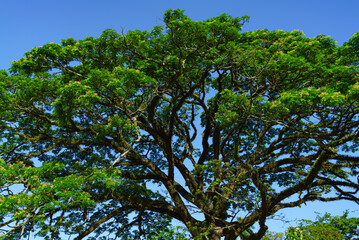 Tree with lush foliage against the blue sky