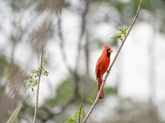 cardinal on a branch