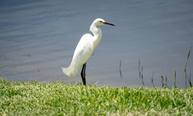 great egret