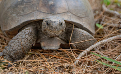 gopher tortoise