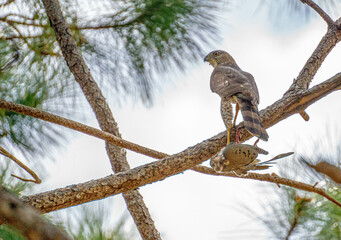 Fototapeta na wymiar sparrow hawk