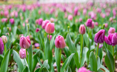 Fototapeta premium rose red tulips blooming in spring
