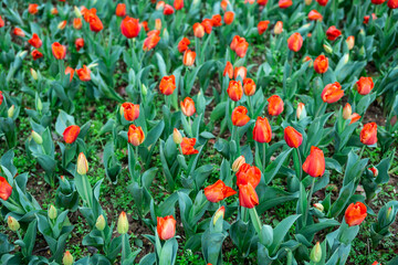 red tulips blooming in spring