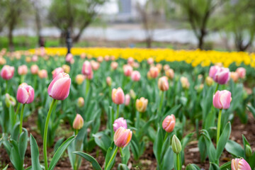 pink tulips blooming in spring