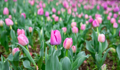 rose red tulips blooming in spring