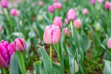 pink tulips blooming in spring