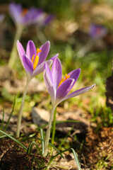 Beautiful crocus flowers growing outdoors, closeup view