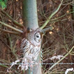 Northern Barred owl in Blackwater National wildlife Refuge.Maryland.USA