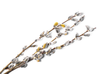 Beautiful blooming willow branches isolated on white