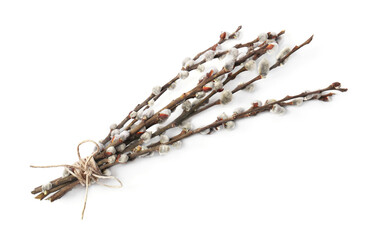 Beautiful blooming willow branches isolated on white, top view