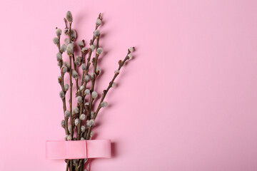 Beautiful blooming willow branches on pink background, top view. Space for text